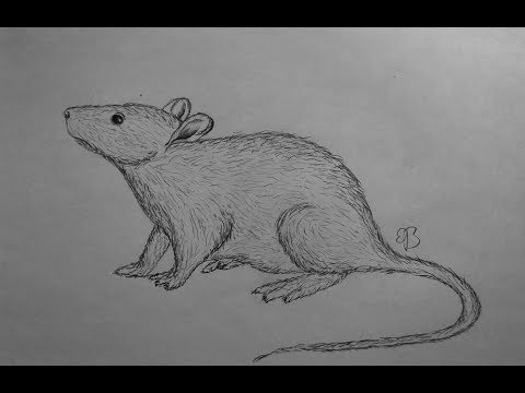 Rat sketch image on white background Royalty Free Vector