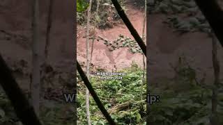 Wildlife Conservation &amp; Birdwatching in the Amazon 🐆🔭