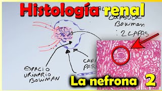 Kidney Histology 2