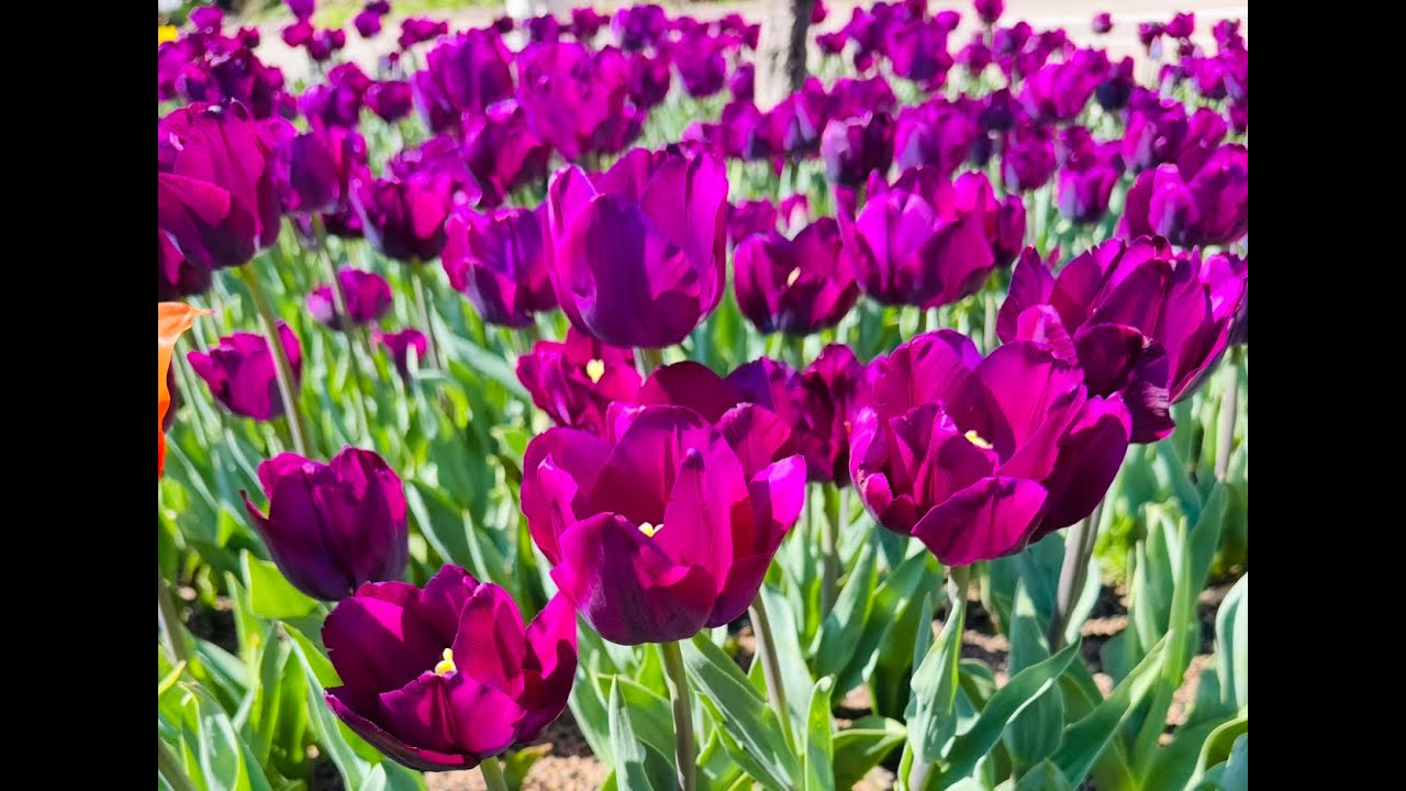 TULIP FESTIVAL PERTH || ARALUEN BOTANICAL PARK ||
