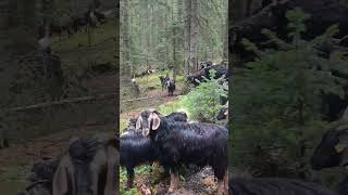 Sadece Koşun Salin Dedi̇m Hepsi̇ Sani̇ye De Firladi Şfet