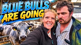 Both Blue bulls going ???