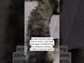 #кот #котик #котики #мем #прикол #ржака #смех #юмор #мяу #кошка #животные #cat #funny #красота #nice