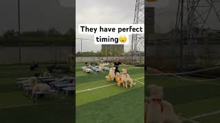 Man and dogs jump roping😮😯😲 #shorts #dogs #jumprope