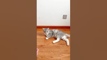 Cat Barsik Beads Reverse video #cat #asatisfyingvideofamily #reverse