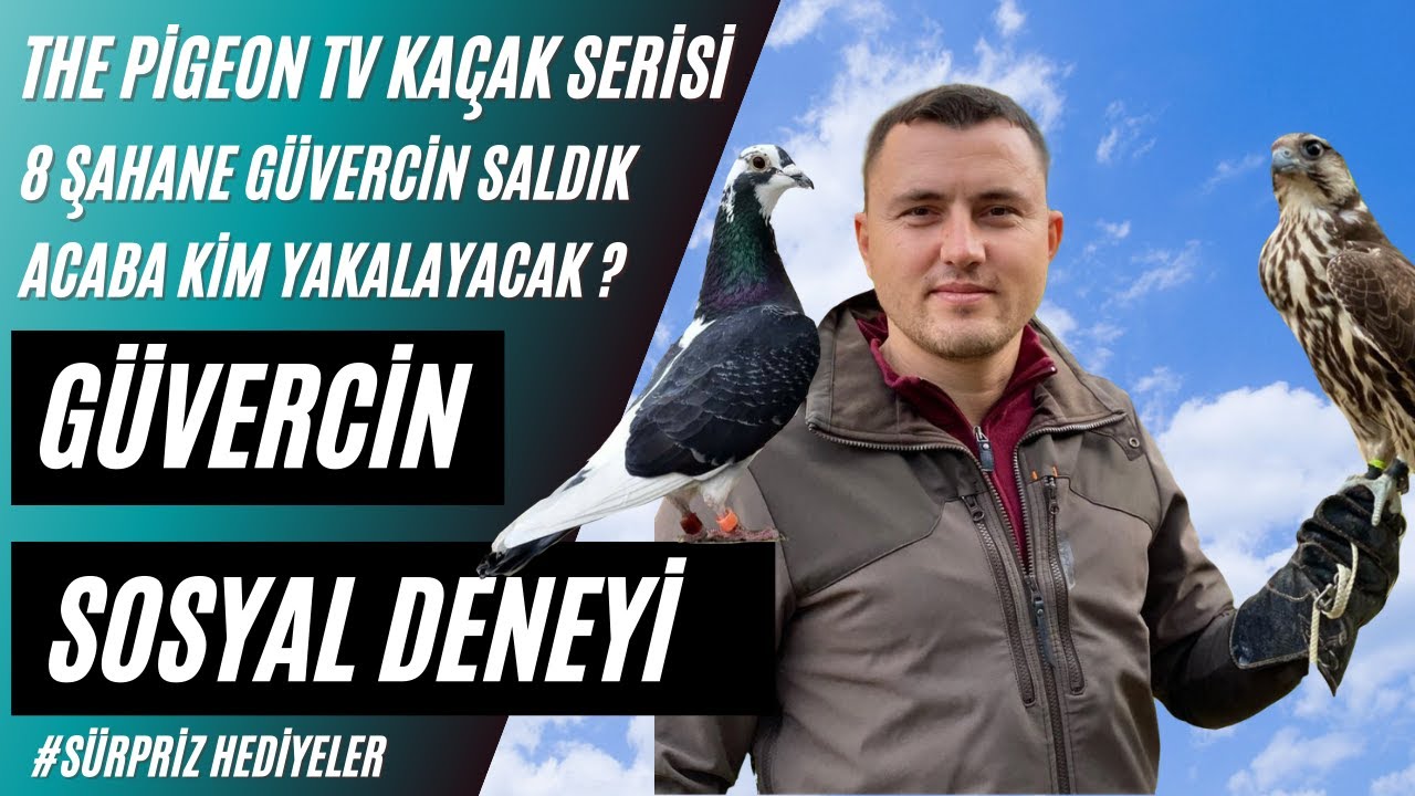Kaçak Güvercin Yakalama Youtubede Güvercinler Üzerine İlk Sosyal Deney