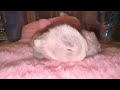 Sleepy baby bunnies. 2 week old Holland Lops. Honolulu.