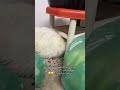 شوفو حركاتو القزم Funnycat اكسبلور Cat 