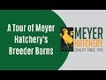 A tour of meyer hatcherys breeder barns