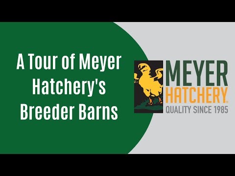 A Tour of Meyer Hatchery's Breeder Barns