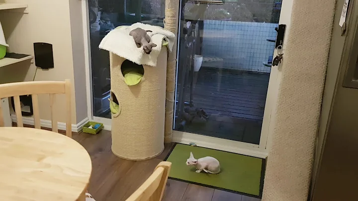 Watch the video about 10 week old Devon Rex