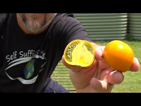 Video: Naranjilla