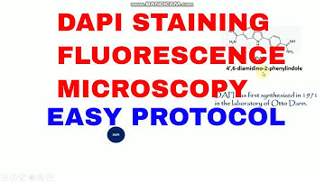 DAPI staining fluorescence microscopy l Overview of DAPI staining l DAPI staining protocol
