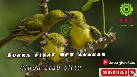Suara pikat Mp3 anakan &  Indukan Burung Sirtu~Suara Anak burung cipoh terbaik