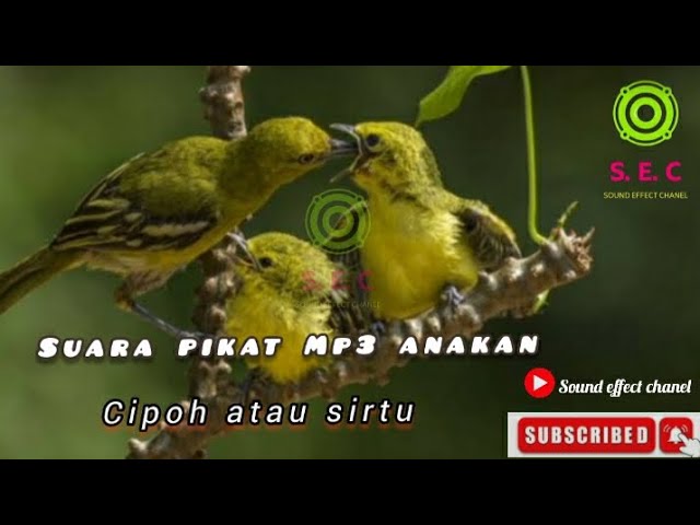 Suara pikat Mp3 anakan &  Indukan Burung Sirtu~Suara Anak burung cipoh terbaik class=