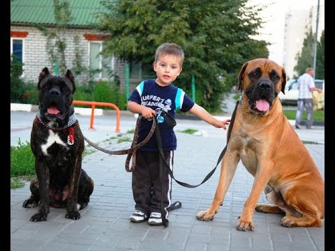 Дрессировка собак. Норд и маркер. Положительная дрессировка