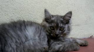 屋根の上を悠々歩く子猫達