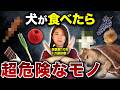 犬が食べたら超危険な物ランキングTOP7