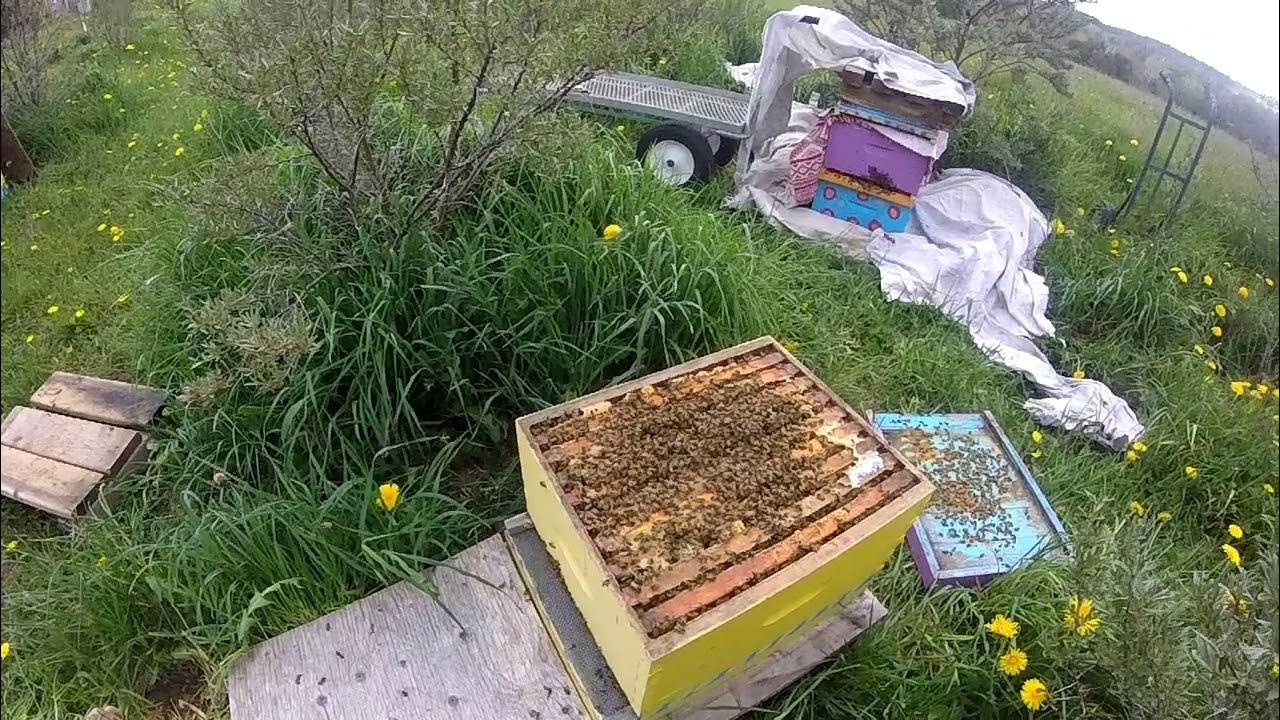 пасека на роях. без рамочный улей для пчел. ловля пчелиных роев ловушками. пасека на роях. пасека на роях.