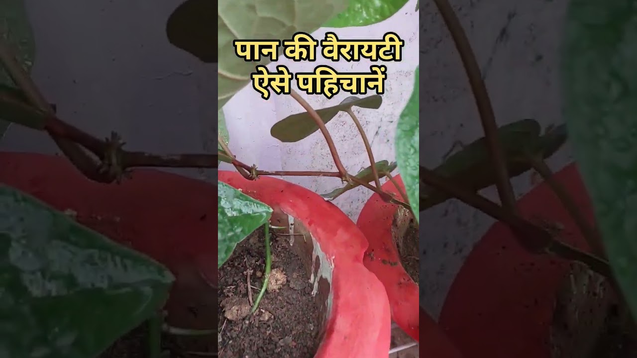 Identification of variety of Betel Leaf Plant