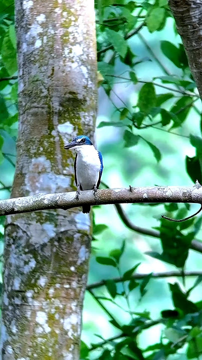 cekakak sungai memiliki suara yang khas dan sangat ribut, terdengar sepanjang hari. #birds #fyp