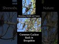Cuckoo’s return to Shropshire