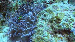 Фиолетовый дом и отважный хозяин. #redsea #nilsonreef #anemonenfisch