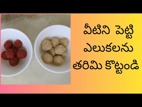 Elukalu  nivarana/home remedies  to get rid  of rats/elukalu rakunda