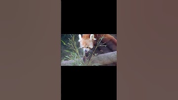 The Red Panda: A Delightful and Unique Species #shorts