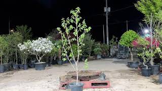 농업법인(주) 예나원경매장 24년 4월 26일 금요일 분재 정원수 야생화 특수목 실시간경매 라이브경매