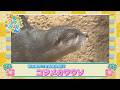 アニマルSUN【DMMかりゆし水族館の「コツメカワウソ」】