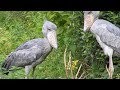 Tandoff Between a Black Swan and Shoebill Stork