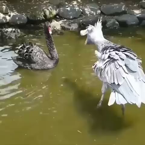 Tandoff Between a Black Swan and Shoebill Stork