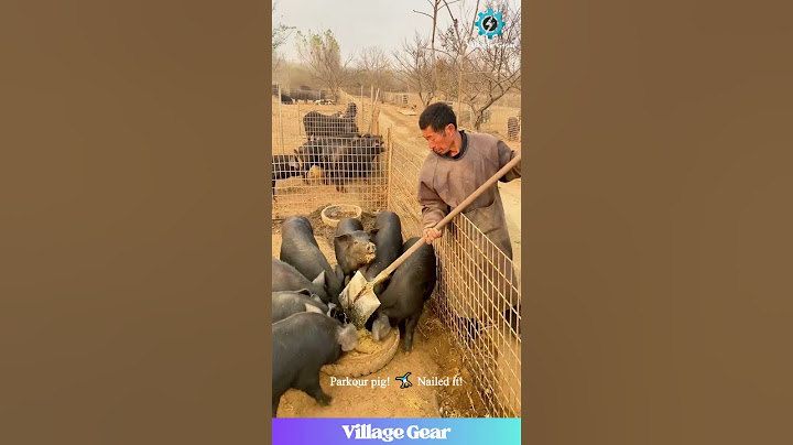 This Pig Pulled a Houdini & I'm HERE FOR IT! 😂🐷 #pig #funnyfarm #escapeartist #lol #animalantics