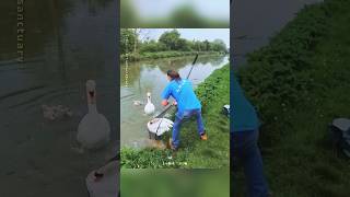 Why This Man Suddenly Caught A Swan 😳🦢 #shorts