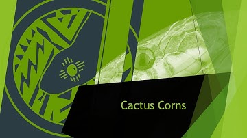 Reptile Basics VE-6 assembly and review