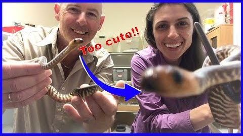 Breeding Woma Pythons! – by Chris and Christina