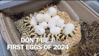 FIRST SNAKE EGGS of 2024! The most exciting time of the year is upon us.