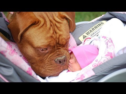 try-not-to-laugh-with-funniest-moment-baby-sleep-with-dog-|-dog-loves-baby