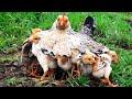 Cute Mama Hen and Chicks 🐓 Mother Hen Protecting Chicks 🐤 Baby Chicks & Hen Video