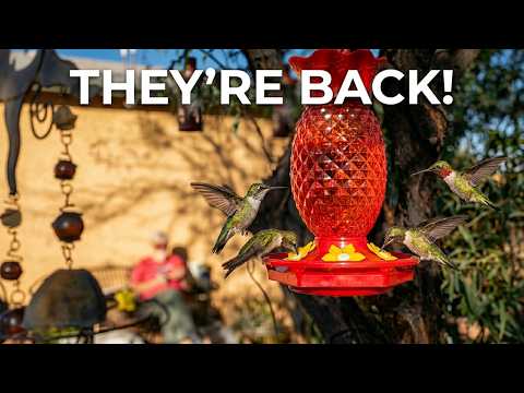 They're Back! Hummingbirds Returned After Months Away