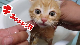 【子猫】生まれて初めてのシャンプーチャレンジ🐾ご褒美の生まれて初めてのチュールもビックリ仰天ナンジャコリャッ！ by Lucky Time 39,544 views 3 years ago 8 minutes, 3 seconds