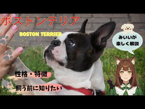 【ボストンテリア】の性格や特徴、歴史や飼い方のポイント完全ガイド！ボストンテリアとの最高の暮らし方を「みいい」が楽しく解説♪＃ボストンテリア #犬  #わんこラボ  #ペット  #犬のいる暮らし