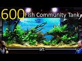 600 fish nano community tank epic 6ft 500 litre planted aquascape tutorial