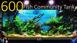 600 Fish Nano Community Tank: EPIC 6ft 500 Litre, Planted Aquascape Tutorial