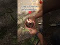 UN OTTIMO METODO DI PER AVERE PIANTE DI POMODORO GRATIS IDENTICHE 😉 I RISULTATI SONO MOLTO BUONI💪🌿