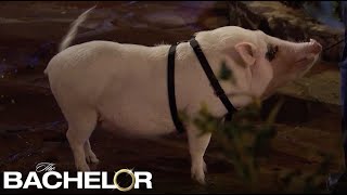 Zach’s Women Introduce Themselves with Pet Pigs, Ear Licks, Trumpet Players, and More!
