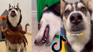 Tiktok Husky Compilation  MAYA HUSKY