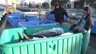 What's The Catch - from the docks pt 1 - Fox 5 San Diego