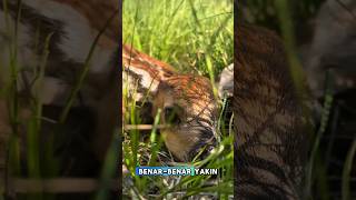 Anak Rusa Ini Mengira Dirinya Tak Terlihat!#shorts #animals #fyp